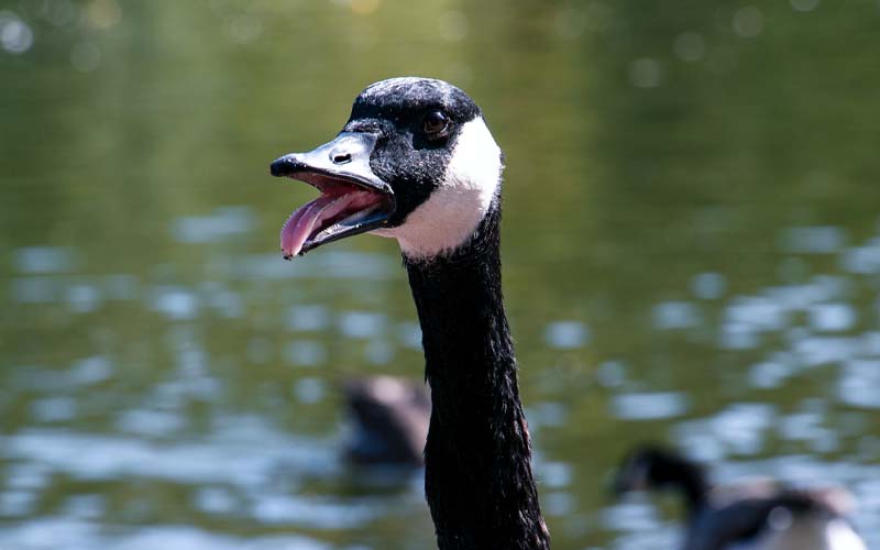 Canadian goose funny face