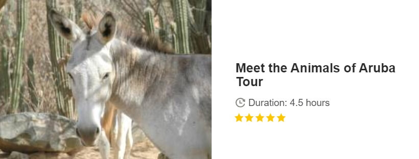 Button for Get your guide tour - Meet the Animals of Aruba Tour