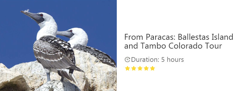 Button for Get your guide tour - From Paracas: Ballestas Islands and Tambo Colorado Tour
