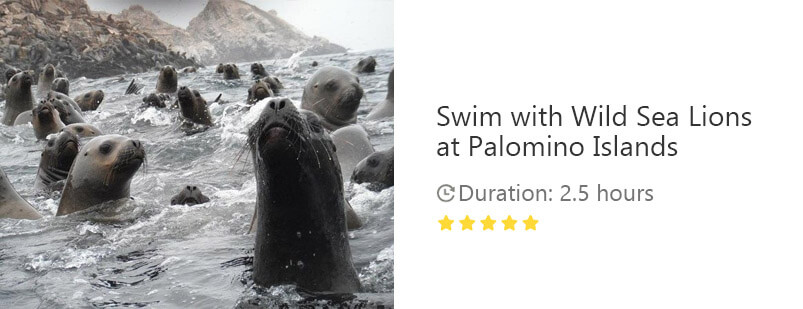 Button for tour on Viator - Visit the Sea Lions in Palomino Islands, in Lima Peru