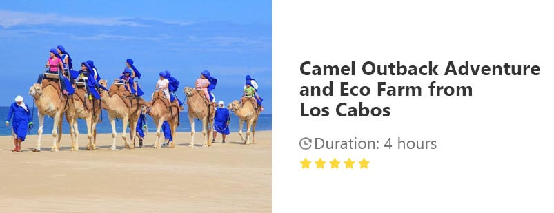 Button for Viator tour - Camel Outback Adventure and Eco Farm from Los Cabos