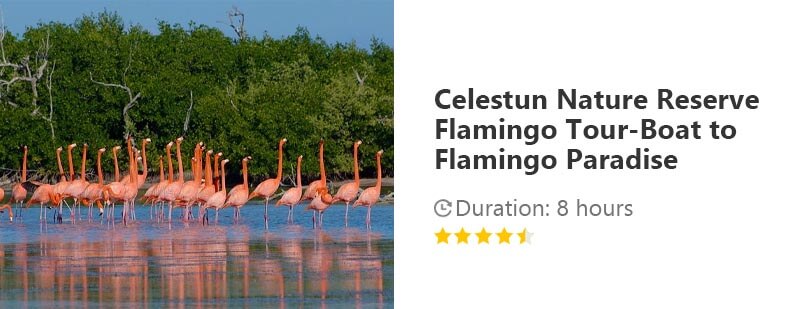 Button for Viator tour - Celestun Nature Reserve Flamingo Tour-Boat to Flamingo Paradise from Merida
