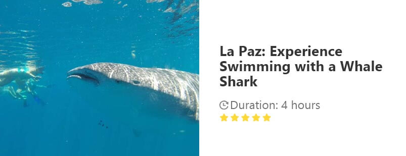 Button for Get your guide tour - La Paz: Experience Swimming with a Whale Shark