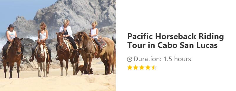 Button for Viator tour - Pacific Horseback Riding Tour in Cabo San Lucas