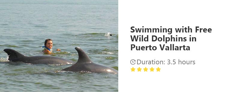 Button for Viator tour - Swimming with Free Wild Dolphins in Puerto Vallarta